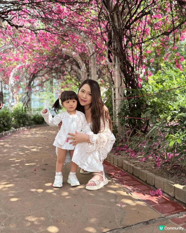 專登知道呢一度盛開嘅粉紅色花徑.非常夢幻非常靚.專登帶埋個女...