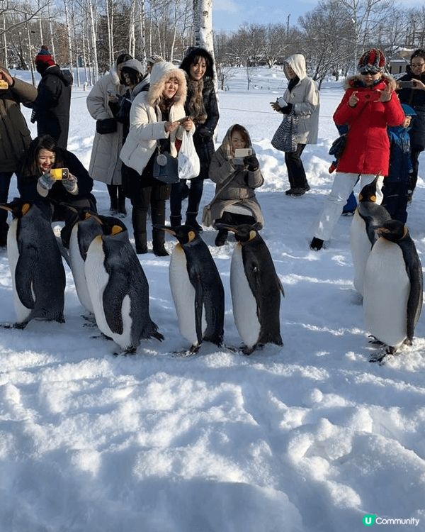 北海道的旭川市旭山動物園係一家大細都適宜既行程，有企鵝散步、...