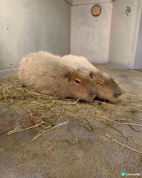 北海道的旭川市旭山動物園係一家大細都適宜既行程，有企鵝散步、...