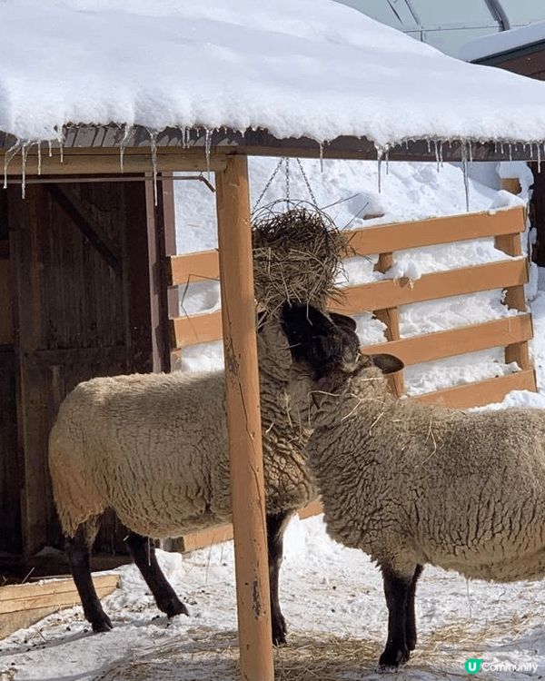 北海道的旭川市旭山動物園係一家大細都適宜既行程，有企鵝散步、...