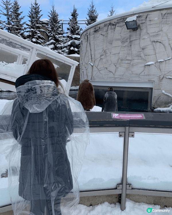北海道的旭川市旭山動物園係一家大細都適宜既行程，有企鵝散步、...