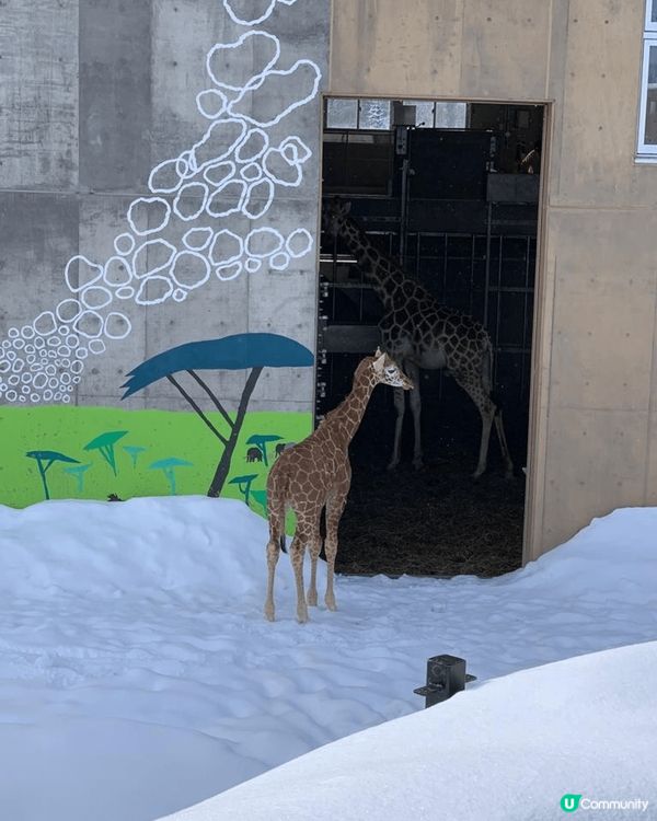 北海道的旭川市旭山動物園係一家大細都適宜既行程，有企鵝散步、...