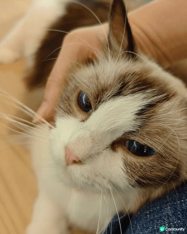 週末去了玩貓貓，爪爪喵星球，在卓悅中心，全部貓貓都好溫馴，唔...