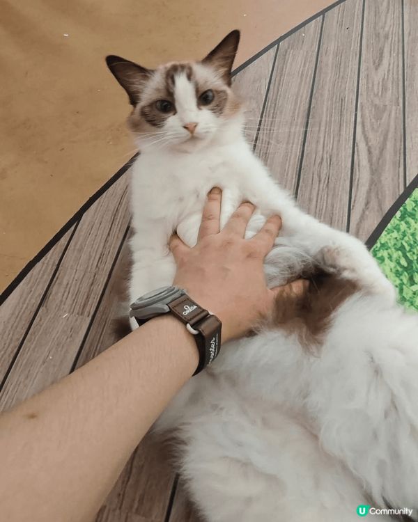 週末去了玩貓貓，爪爪喵星球，在卓悅中心，全部貓貓都好溫馴，唔...