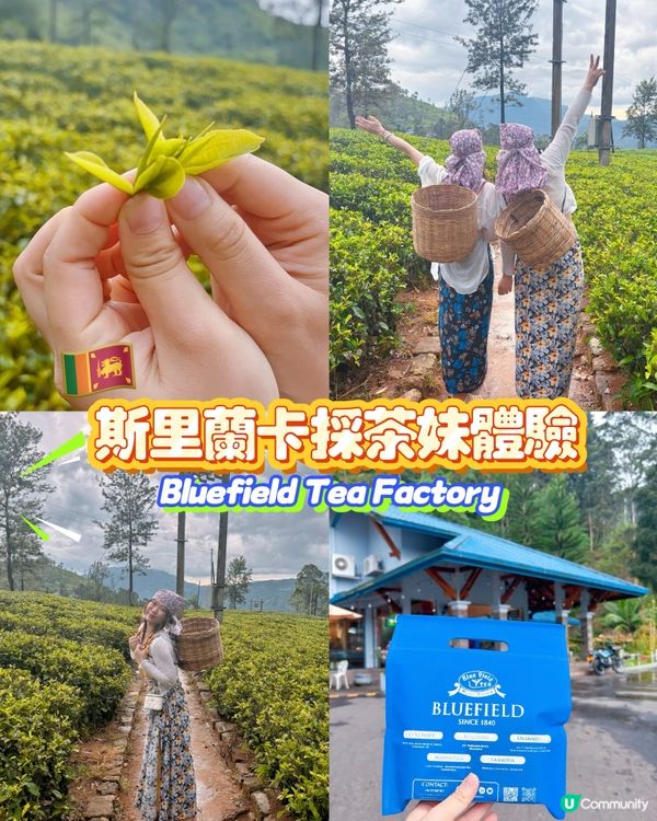 斯里蘭卡採茶妹的一天