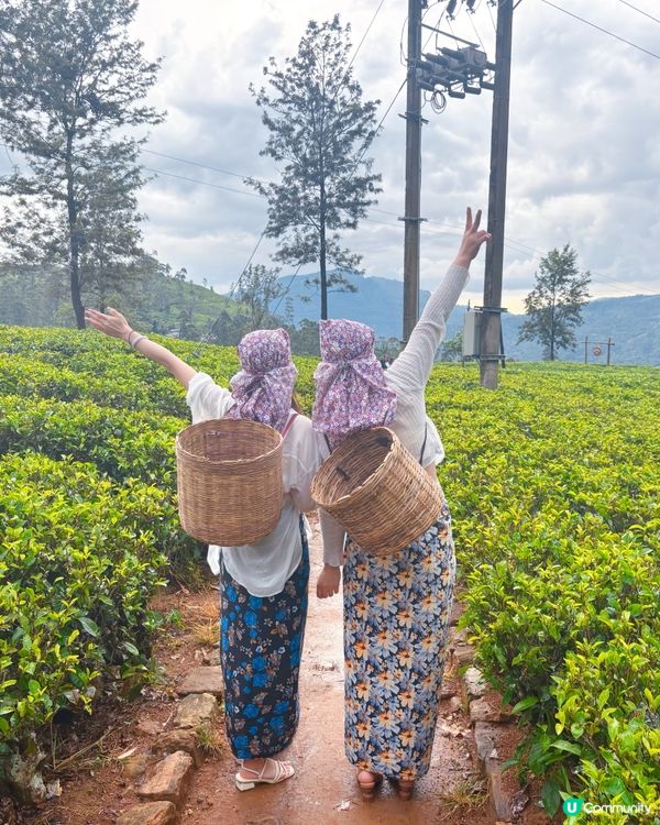 斯里蘭卡採茶妹的一天