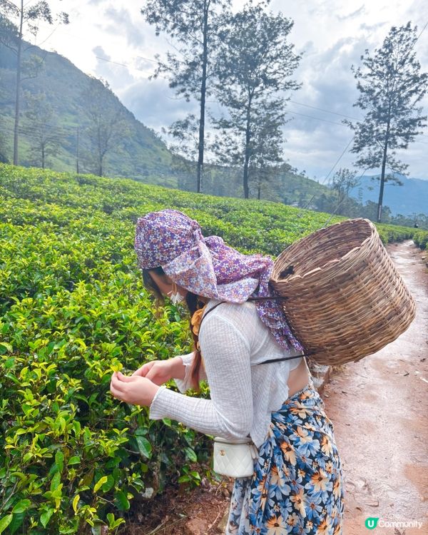 斯里蘭卡採茶妹的一天