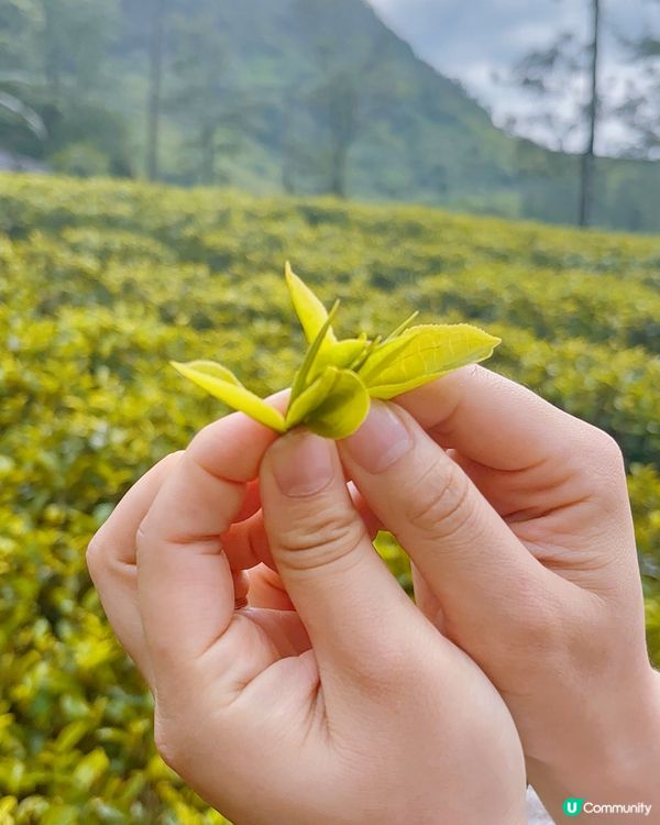 斯里蘭卡採茶妹的一天