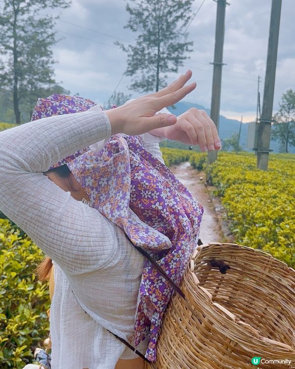 斯里蘭卡採茶妹的一天