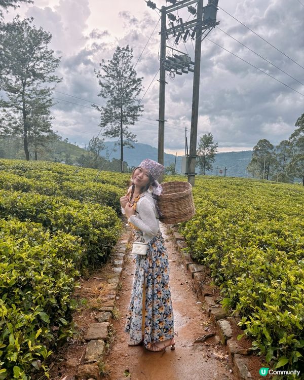 斯里蘭卡採茶妹的一天