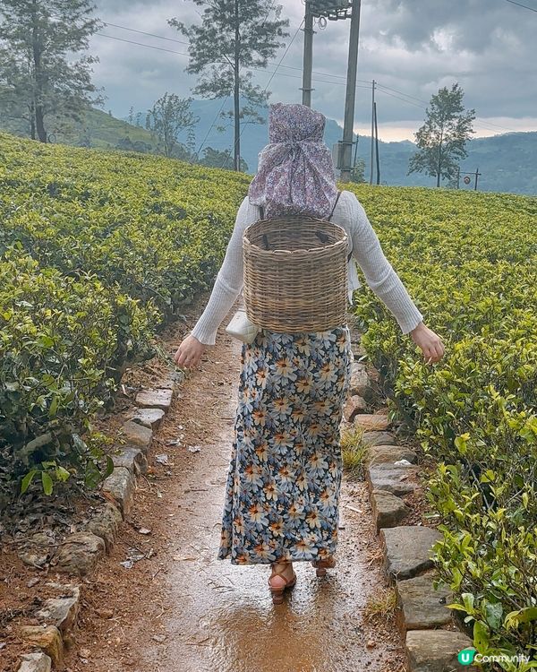 斯里蘭卡採茶妹的一天