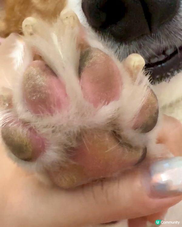 聞腳腳🤤！爆谷味變怪味點算？🤔 免沖洗泡泡幫到你🐾