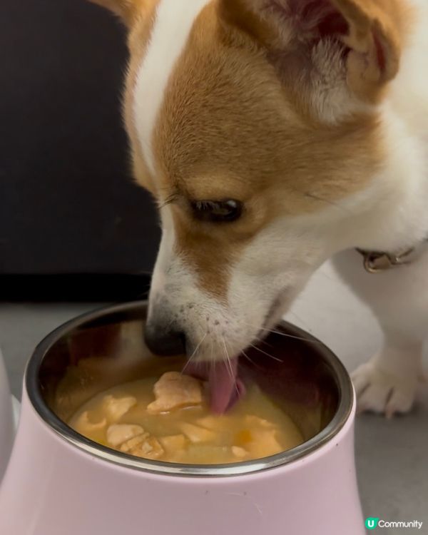 咕嚕試食報告！鮮食包開箱🤤 腸胃敏感都🆗