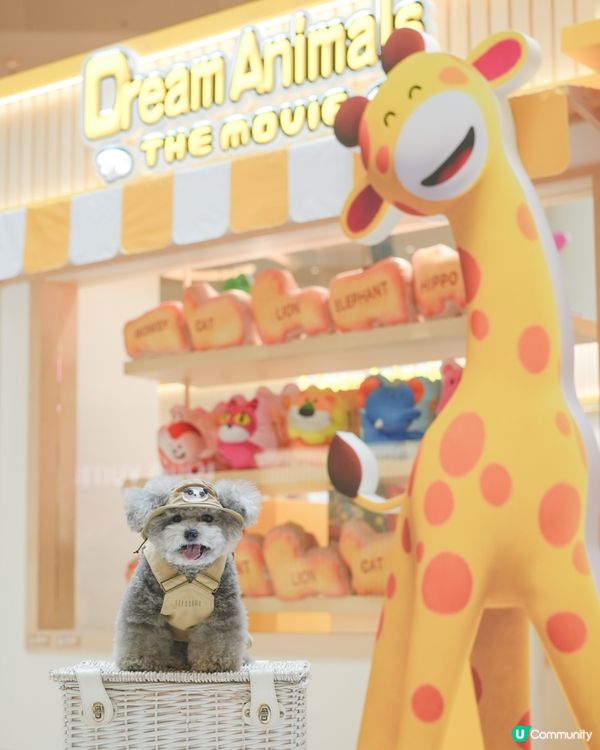 大家知唔知動物餅有冇樹熊🐨呢🧐?