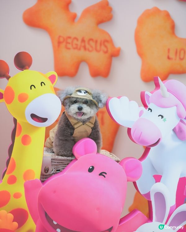 大家知唔知動物餅有冇樹熊🐨呢🧐?