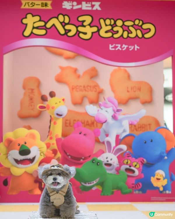 大家知唔知動物餅有冇樹熊🐨呢🧐?