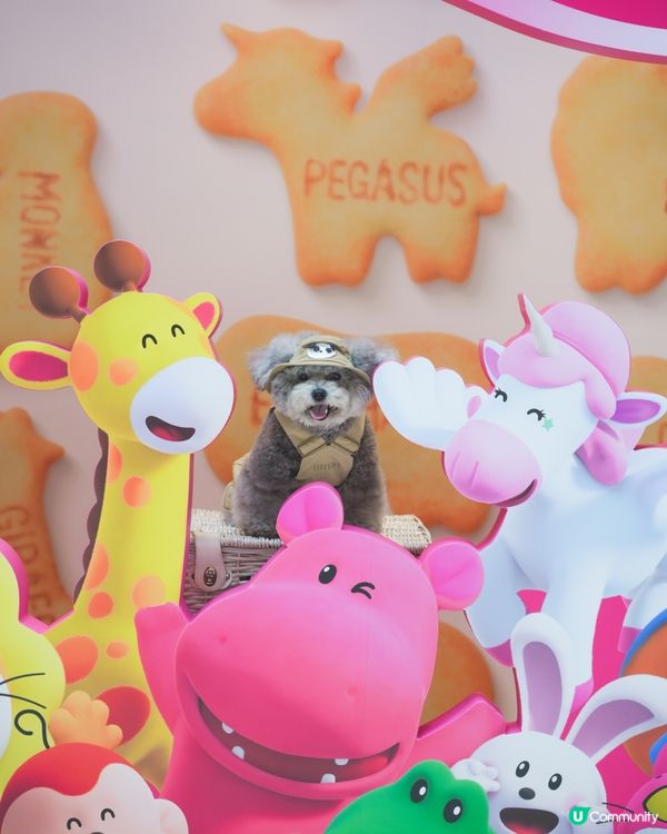 大家知唔知動物餅有冇樹熊🐨呢🧐?