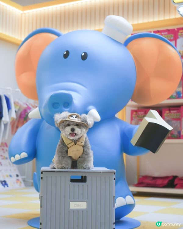 大家知唔知動物餅有冇樹熊🐨呢🧐?