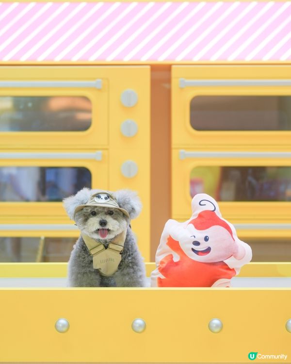 大家知唔知動物餅有冇樹熊🐨呢🧐?