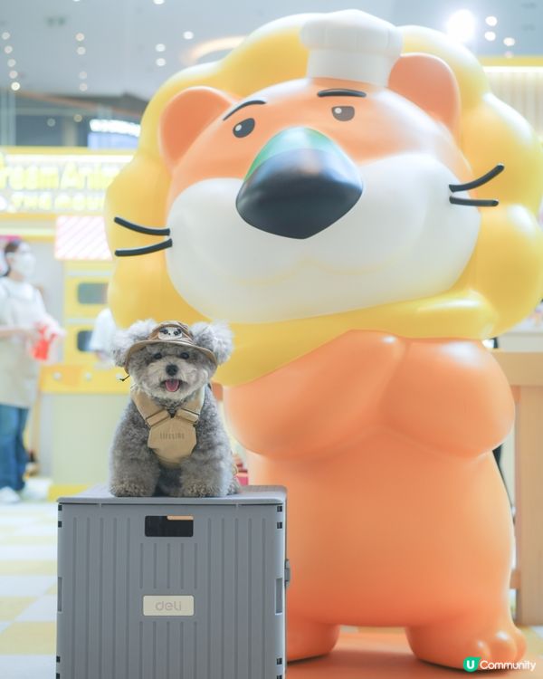 大家知唔知動物餅有冇樹熊🐨呢🧐?