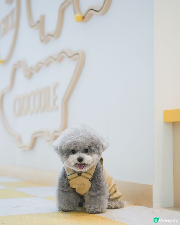 大家知唔知動物餅有冇樹熊🐨呢🧐?