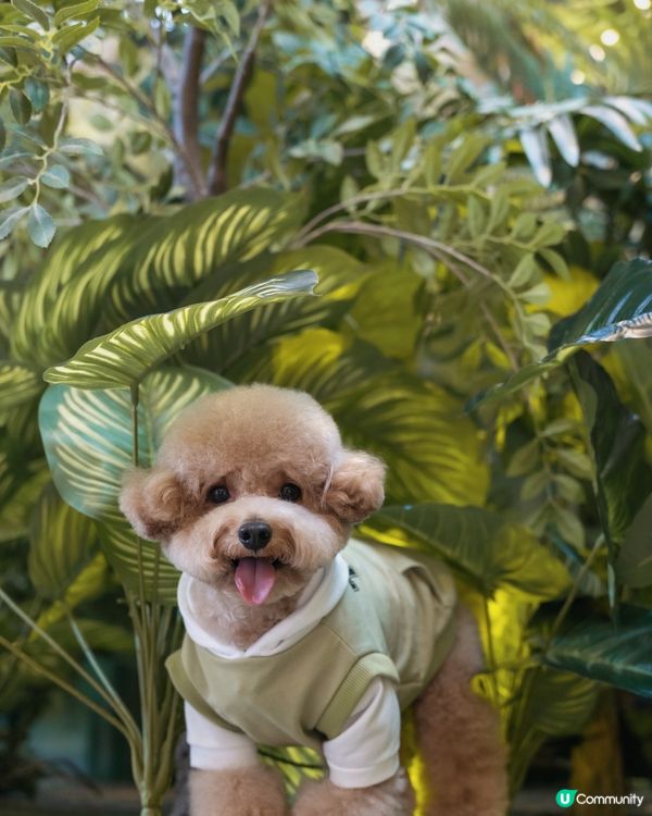 🦖🪺 侏羅紀世界 🌳🪵