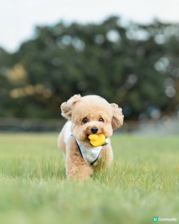 韓國寵物潮牌「Merlot」冰感防曬防蟲衣🩵