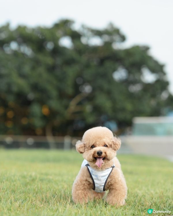 韓國寵物潮牌「Merlot」冰感防曬防蟲衣🩵