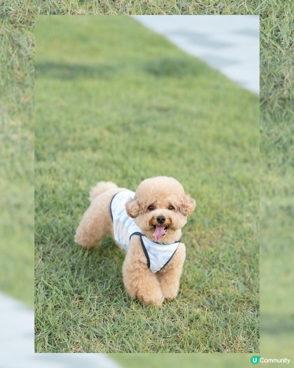 韓國寵物潮牌「Merlot」冰感防曬防蟲衣🩵