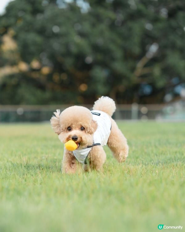 韓國寵物潮牌「Merlot」冰感防曬防蟲衣🩵