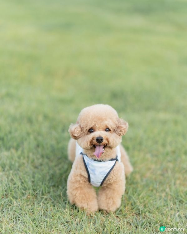 韓國寵物潮牌「Merlot」冰感防曬防蟲衣🩵