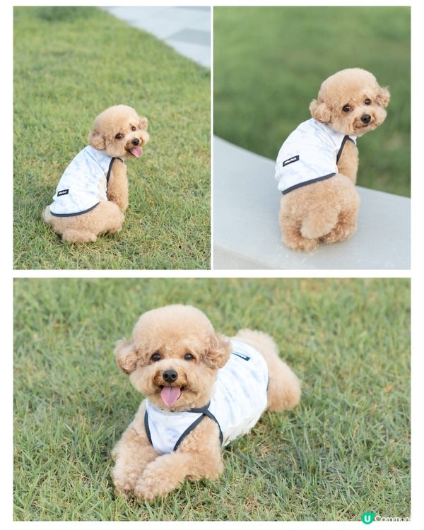 韓國寵物潮牌「Merlot」冰感防曬防蟲衣🩵