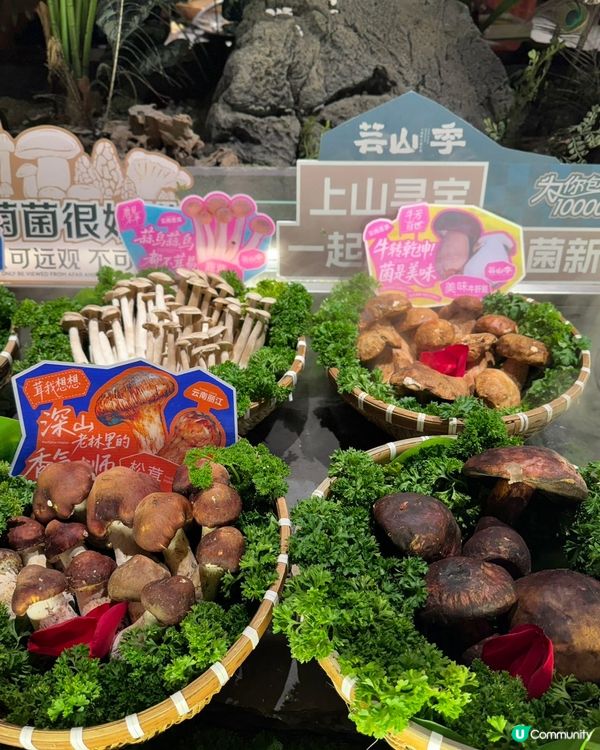 雲南菌鍋開動！🍄🤤 不鮮不食！