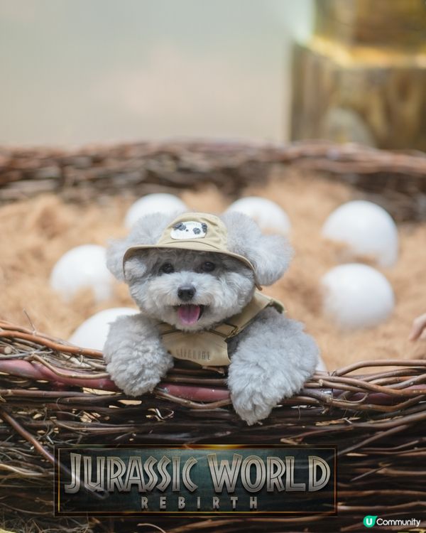 Jacky @ Jurassic world🦖🦕🦏