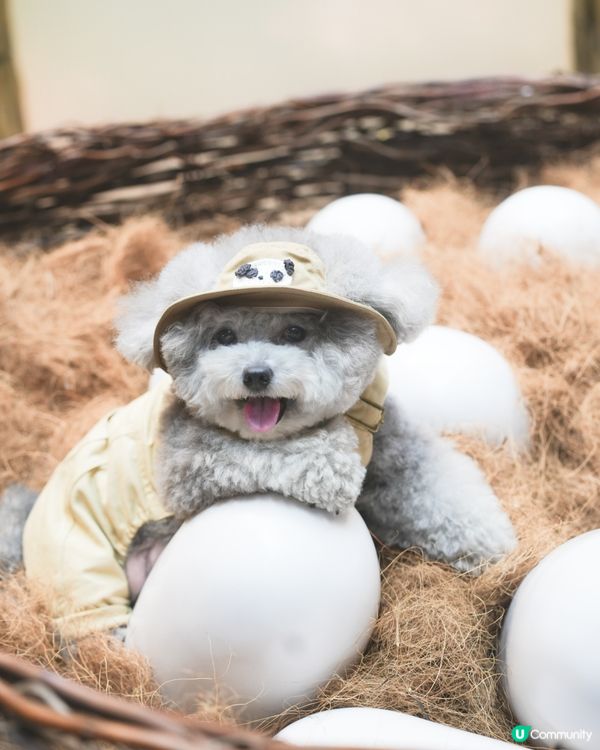 Jacky @ Jurassic world🦖🦕🦏