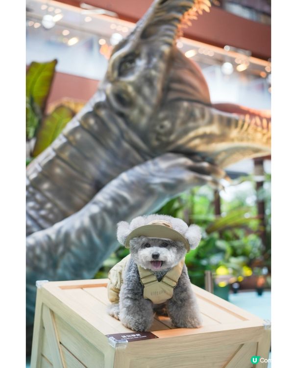 Jacky @ Jurassic world🦖🦕🦏