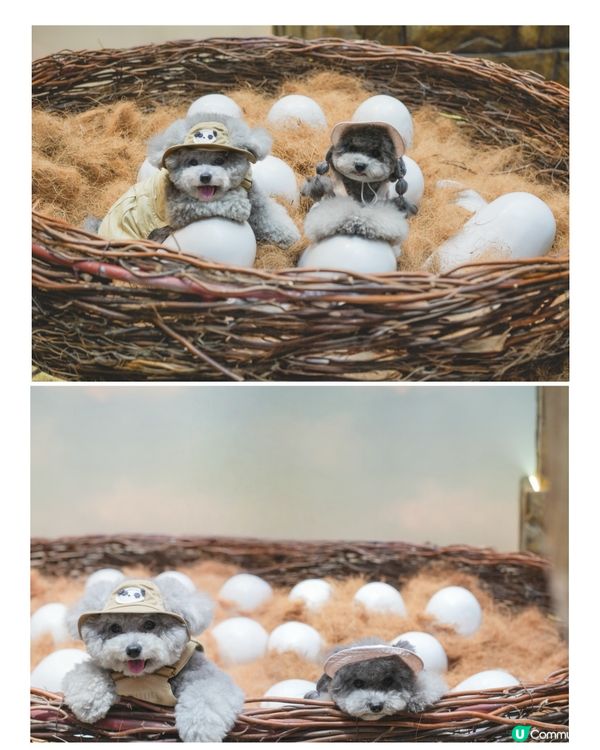 Jacky @ Jurassic world🦖🦕🦏