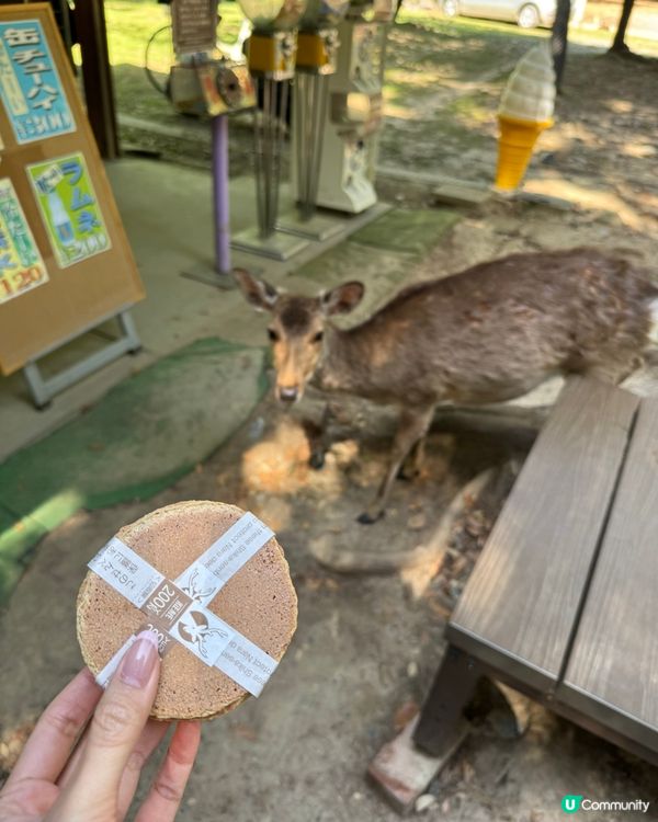 奈良公園餵鹿記 🦌！ 鹿仙貝攻略 🍘！