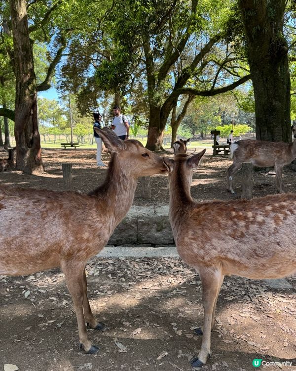奈良公園餵鹿記 🦌！ 鹿仙貝攻略 🍘！