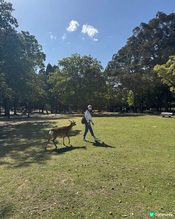 奈良公園餵鹿記 🦌！ 鹿仙貝攻略 🍘！