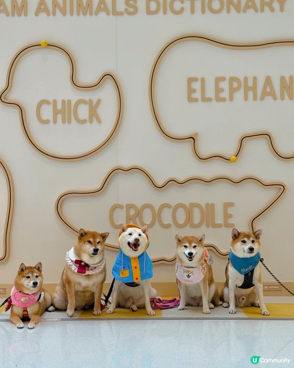 🦁愉快動物影愉快動物餅🐘