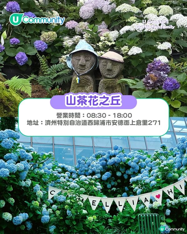 濟州島必去景點10選 城山日出峰／海女表演／抹茶園／必食推介