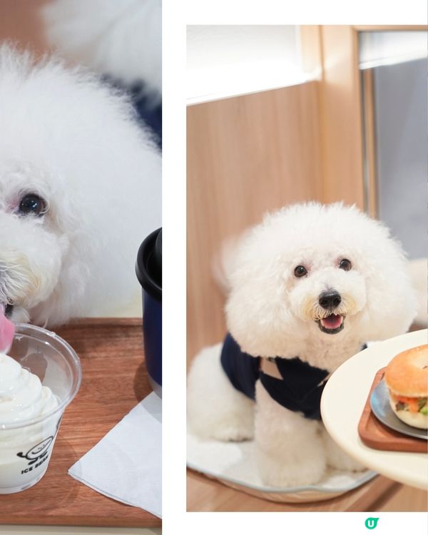 怪獸大廈新Cafe！毛孩友善🐶🍦 夏日必試！