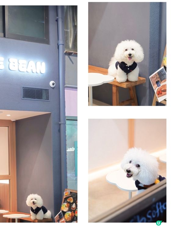 怪獸大廈新Cafe！毛孩友善🐶🍦 夏日必試！