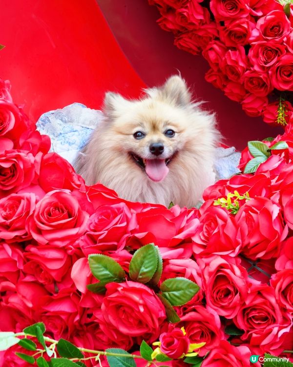 北角海濱化身成浪漫玫瑰園🌹