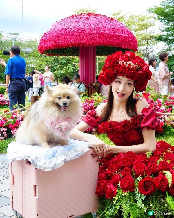 北角海濱化身成浪漫玫瑰園🌹