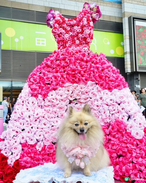 北角海濱化身成浪漫玫瑰園🌹
