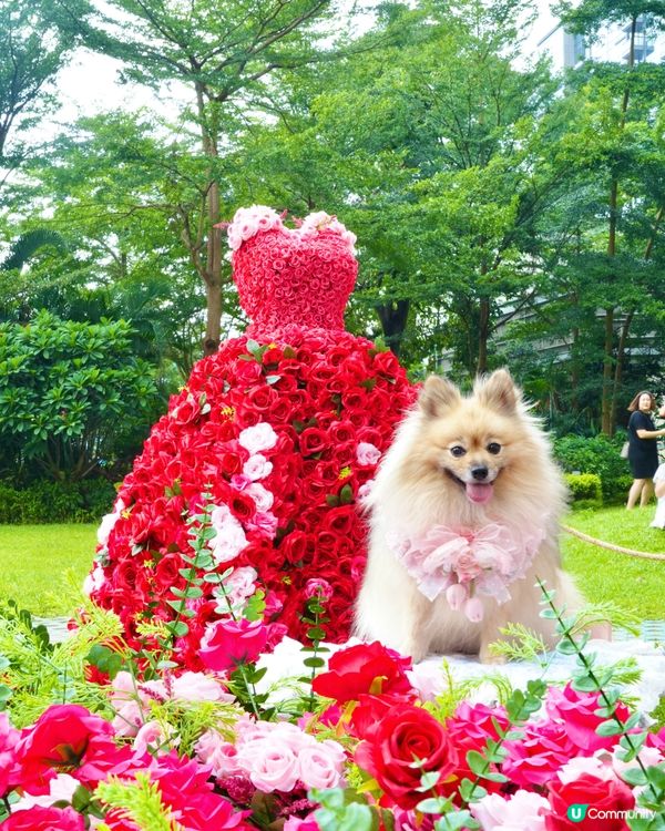 北角海濱化身成浪漫玫瑰園🌹