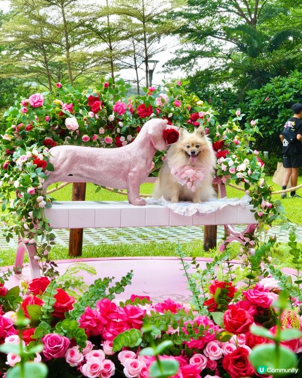 北角海濱化身成浪漫玫瑰園🌹