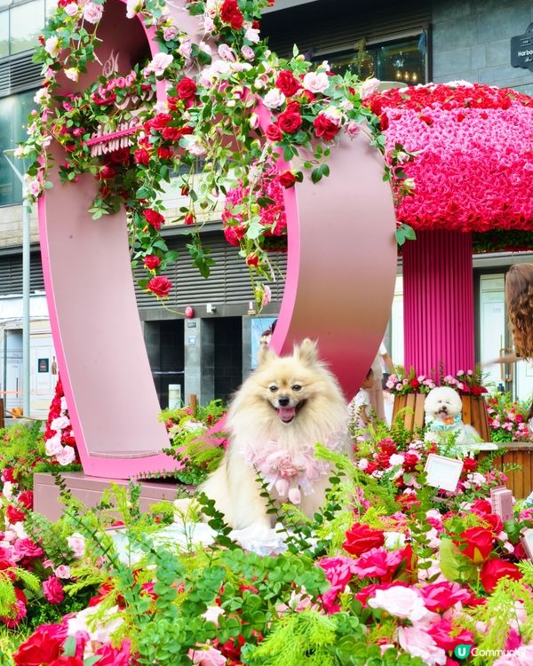 北角海濱化身成浪漫玫瑰園🌹